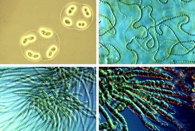3.7 billions years ago photosynthesizing bacteria