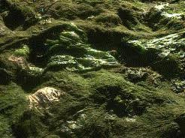 480 million years ago land planets