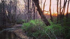 Timeline: cameron  7th