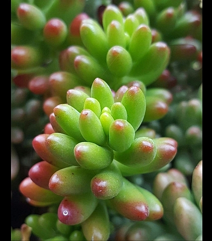 Descripción del Cedum rojizo