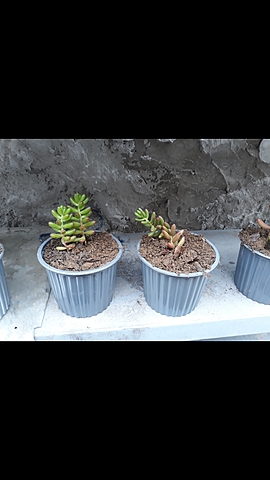 Cedum rojizo