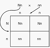 Recessive and Dominant