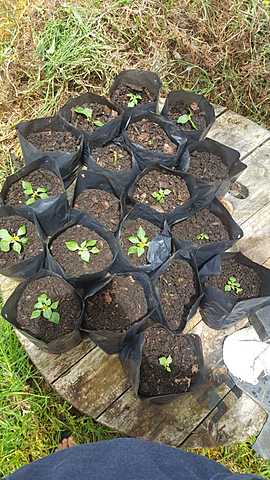 Trasplantamos las plantas a las fundas con tierra,y seguimos con frecuencia de riego