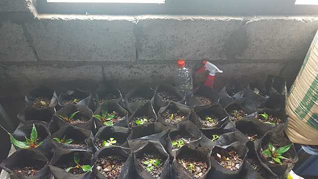 Población de plántulas en su respectiva funda.