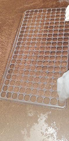 PREPARACION DEL TERRENO "SEMILLERO"