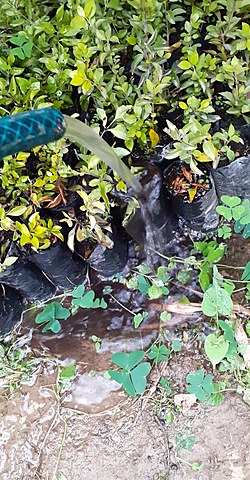 Siembre de la Duranta