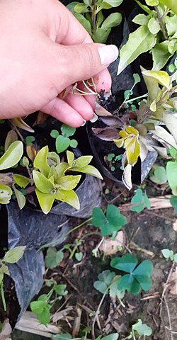 Siembre de la Duranta