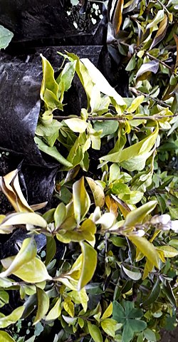 Siembre de la Duranta