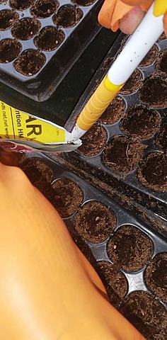 COLOCACIÓN DE LA SEMILLA DE CLAVEL