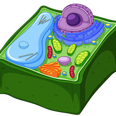 Timeline: La célula y sus partes