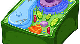 Timeline: La célula y sus partes