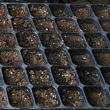 CUBRIR LAS SEMILLAS DE TIERRA