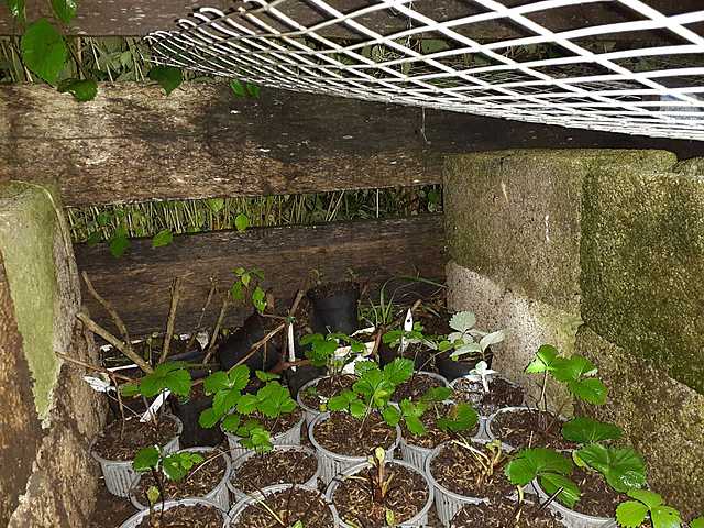 Observacion para que no tenga plagas