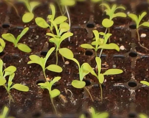 GERMINACION DEL CLAVEL