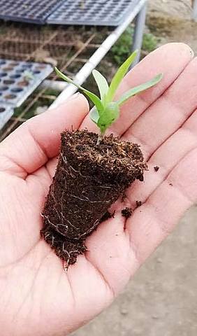 CLAVEL A LOS 12 DÍAS DE GERMINACION