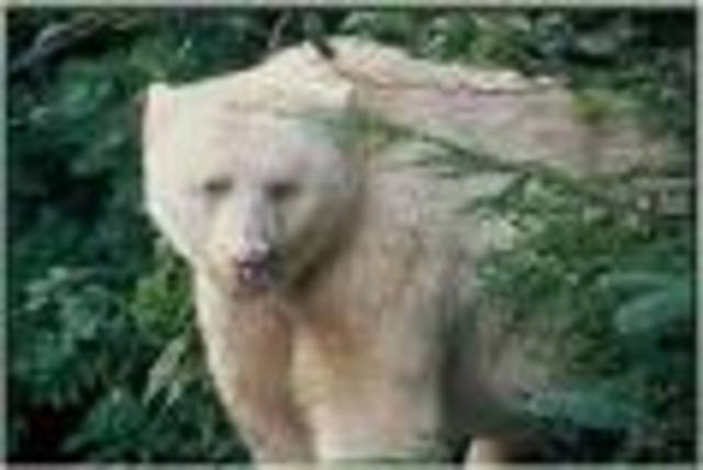Spirit Bear