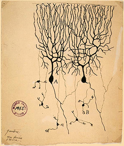 Cajal descubre la neurona como una estructura fundamental del sistema nervioso