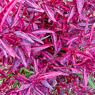 Timeline: Escansel morado