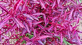 Timeline: Escansel morado