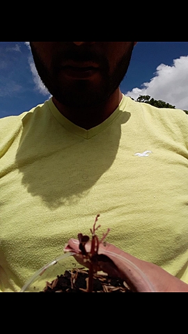 Proceso de escansel morado
