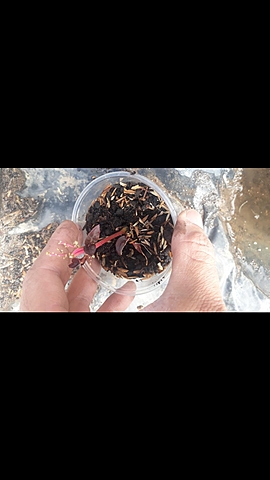 Proceso de escansel morado