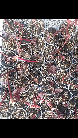 Escansel morado  primera semana