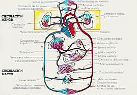 Sistema circulatorio pulmonar