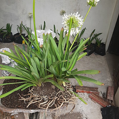 Timeline: Proceso de Esqueje de la planta Agapanto blanco