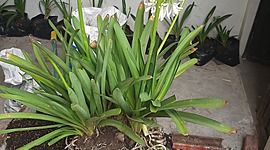 Timeline: Proceso de Esqueje de la planta Agapanto blanco