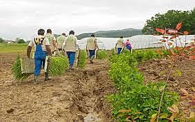 Industrializazioa (Nekazaritza)