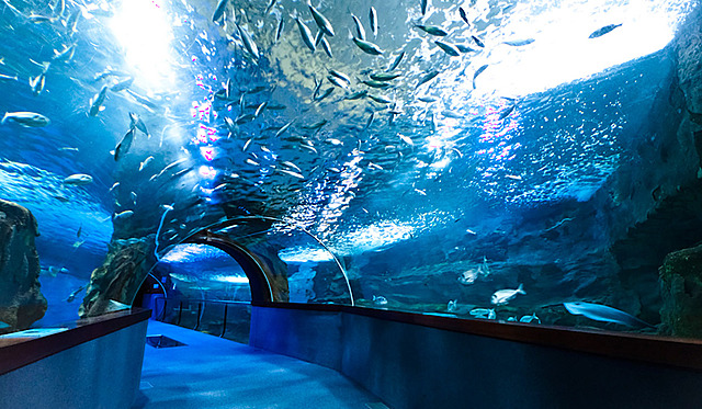 The oppening of the aquarium of San Sebastian: