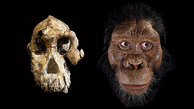 HOMINIDS FIRST APPEAR (14 MILLION YEARS AGO)