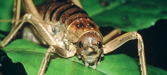 Giant Wētāpunga/Wētā - Conservation project with the goal of bringing the Giant Weta out of the threat of extinction