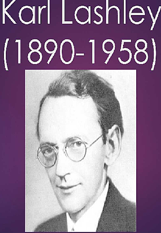 La figura de Kart Lashley (1890-1958) el desarrollo de la Neuropsicología.
