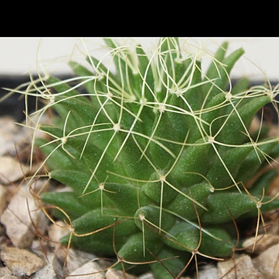 Timeline: Propagación de cactus nido de pajaro