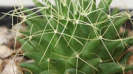 Timeline: Propagación de cactus nido de pajaro