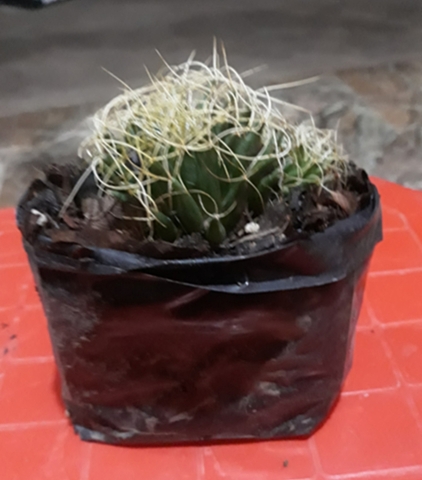 Obtención de cactus