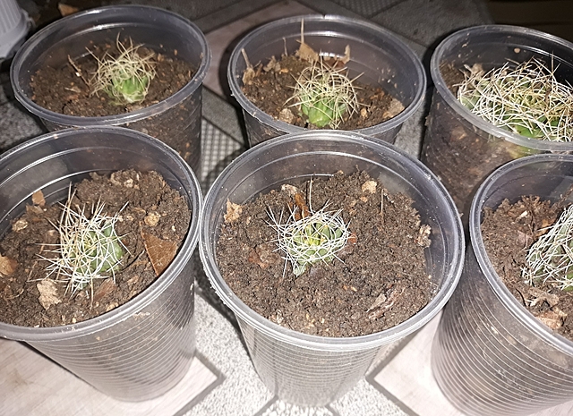 Siembra de los hijuelos