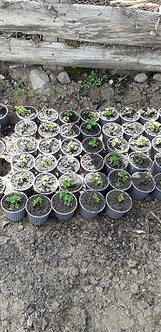 Proceso de esqueje del toronjil