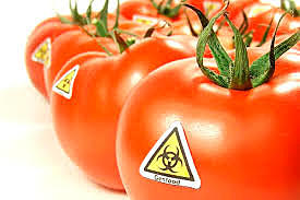 First Genetically Modified Food