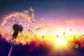 Rahim Khan Gives Amir His Dying Wish and Amir Begins a New Journey.