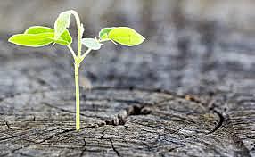 Amir Takes Sohrab to America