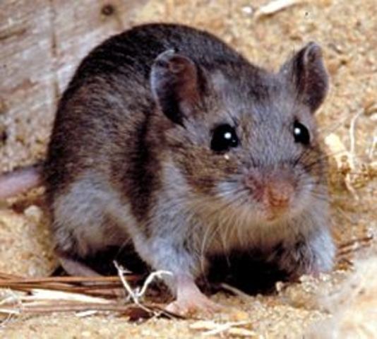 hantavirus, 33 cases per year, 30% of cases are fatal