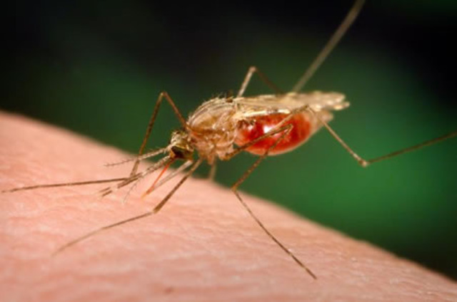 malaria, 1,000,000 deaths per year