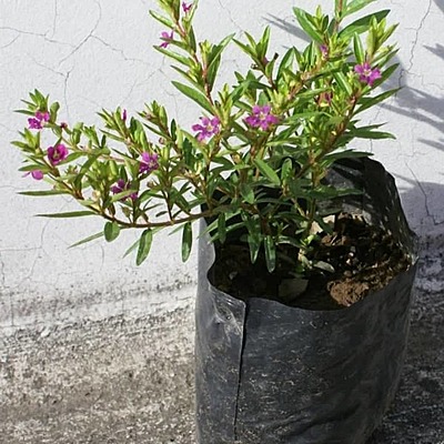 Timeline: Mil flores