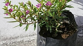 Timeline: Mil flores