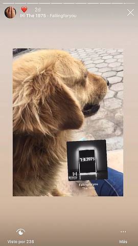 Se muere mi mascota de infancia.