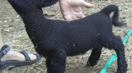 Timeline: britishcharcuterie.com Timeline of Action