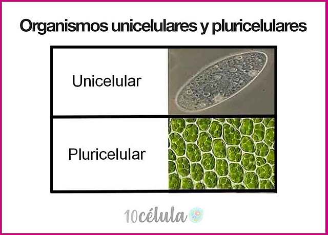 Todos los seres vivos tienen celular