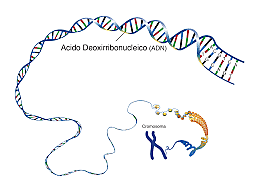 Descubrimiento del ADN por Miescher